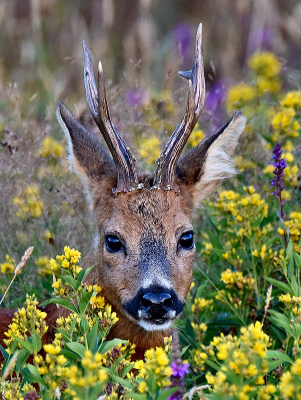 <i class='fa fa-user'></i>&nbsp;robert-jan&nbsp;|  Ree&nbsp; <i class='fa fa-eye'>&nbsp;116</i> &nbsp;<i class='fa fa-thumbs-up'>&nbsp;1</i> &nbsp; <i class='fa fa-comment-o'>&nbsp;3</i>