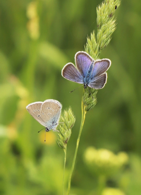 <i class='fa fa-user'></i>&nbsp;jan rienk&nbsp;|  Klaverblauwtje&nbsp; <i class='fa fa-eye'>&nbsp;76</i> &nbsp;<i class='fa fa-thumbs-up'>&nbsp;3</i> &nbsp; <i class='fa fa-comment-o'>&nbsp;3</i>