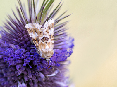 <i class='fa fa-user'></i>&nbsp;Mignon-Creative&nbsp;|  Gevlamde Grasuil&nbsp; <i class='fa fa-eye'>&nbsp;64</i> &nbsp;<i class='fa fa-thumbs-up'>&nbsp;5</i> &nbsp; <i class='fa fa-comment-o'>&nbsp;5</i>