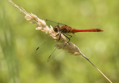 <i class='fa fa-user'></i>&nbsp;Truus Aletta Maan&nbsp;|  Bloedrode Heidelibel&nbsp; <i class='fa fa-eye'>&nbsp;52</i> &nbsp;<i class='fa fa-thumbs-up'>&nbsp;1</i> &nbsp; <i class='fa fa-comment-o'>&nbsp;2</i>