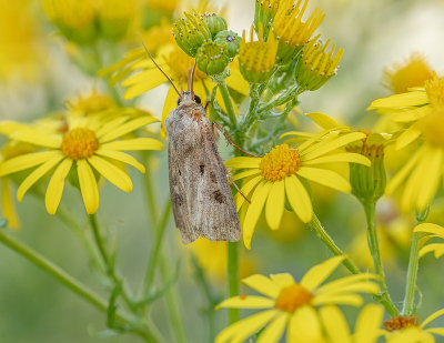 <i class='fa fa-user'></i>&nbsp;Tim Oord&nbsp;|  Gewone Worteluil&nbsp; <i class='fa fa-eye'>&nbsp;45</i> &nbsp;<i class='fa fa-thumbs-up'>&nbsp;2</i> &nbsp; <i class='fa fa-comment-o'>&nbsp;2</i>