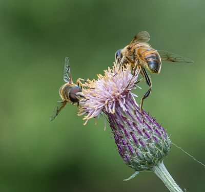 <i class='fa fa-user'></i>&nbsp;Tim Oord&nbsp;|  Bijvlieg sp.&nbsp; <i class='fa fa-eye'>&nbsp;54</i> &nbsp;<i class='fa fa-thumbs-up'>&nbsp;1</i> &nbsp; <i class='fa fa-comment-o'>&nbsp;0</i>