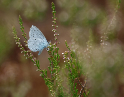 <i class='fa fa-user'></i>&nbsp;Jurgen Maassen&nbsp;|  Boomblauwtje&nbsp; <i class='fa fa-eye'>&nbsp;65</i> &nbsp;<i class='fa fa-thumbs-up'>&nbsp;2</i> &nbsp; <i class='fa fa-comment-o'>&nbsp;6</i>