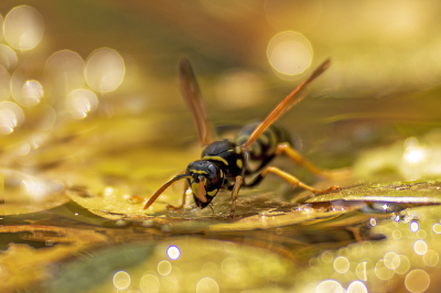 <i class='fa fa-user'></i>&nbsp;Bertus&nbsp;|  Franse Veldwesp&nbsp; <i class='fa fa-eye'>&nbsp;82</i> &nbsp;<i class='fa fa-thumbs-up'>&nbsp;9</i> &nbsp; <i class='fa fa-comment-o'>&nbsp;6</i>