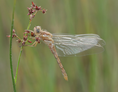 <i class='fa fa-user'></i>&nbsp;Jurgen Maassen&nbsp;|  Zuidelijke Oeverlibel&nbsp; <i class='fa fa-eye'>&nbsp;82</i> &nbsp;<i class='fa fa-thumbs-up'>&nbsp;4</i> &nbsp; <i class='fa fa-comment-o'>&nbsp;6</i>