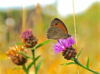 <i class='fa fa-user'></i>&nbsp;hesterb&nbsp;|  Bruin Zandoogje&nbsp; <i class='fa fa-eye'>&nbsp;63</i> &nbsp;<i class='fa fa-thumbs-up'>&nbsp;1</i> &nbsp; <i class='fa fa-comment-o'>&nbsp;3</i>