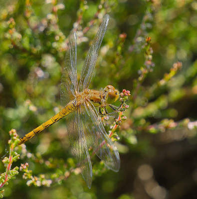 <i class='fa fa-user'></i>&nbsp;janvangastel&nbsp;|  Bruinrode Heidelibel&nbsp; <i class='fa fa-eye'>&nbsp;45</i> &nbsp;<i class='fa fa-thumbs-up'>&nbsp;1</i> &nbsp; <i class='fa fa-comment-o'>&nbsp;2</i>