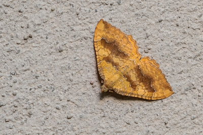 <i class='fa fa-user'></i>&nbsp;Johan van Gurp&nbsp;|  Gestreepte Goudspanner&nbsp; <i class='fa fa-eye'>&nbsp;54</i> &nbsp;<i class='fa fa-thumbs-up'>&nbsp;2</i> &nbsp; <i class='fa fa-comment-o'>&nbsp;2</i>