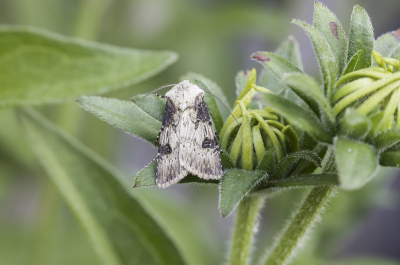 <i class='fa fa-user'></i>&nbsp;Martin Verbeeten&nbsp;|  Puta-uil&nbsp; <i class='fa fa-eye'>&nbsp;55</i> &nbsp; <i class='fa fa-comment-o'>&nbsp;1</i>