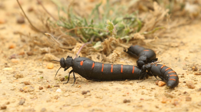 <i class='fa fa-user'></i>&nbsp;honderwa&nbsp;|  Roodgestreepte Oliekever&nbsp; <i class='fa fa-eye'>&nbsp;142</i> &nbsp; <i class='fa fa-comment-o'>&nbsp;5</i>