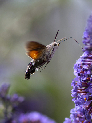 <i class='fa fa-user'></i>&nbsp;Mignon-Creative&nbsp;|  Kolibrievlinder&nbsp; <i class='fa fa-eye'>&nbsp;88</i> &nbsp;<i class='fa fa-thumbs-up'>&nbsp;5</i> &nbsp; <i class='fa fa-comment-o'>&nbsp;8</i>