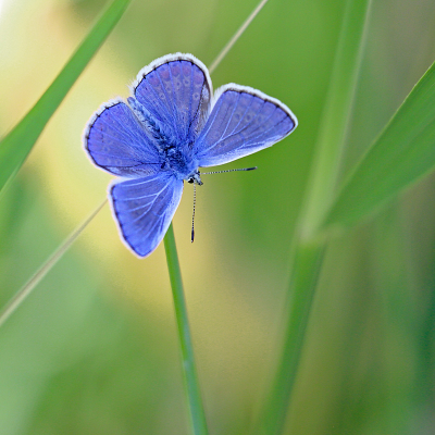 <i class='fa fa-user'></i>&nbsp;Pieter  LJ&nbsp;|  Icarusblauwtje&nbsp; <i class='fa fa-eye'>&nbsp;66</i> &nbsp;<i class='fa fa-thumbs-up'>&nbsp;7</i> &nbsp; <i class='fa fa-comment-o'>&nbsp;8</i>