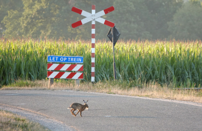 <i class='fa fa-user'></i>&nbsp;nelappelmelk&nbsp;|  Haas&nbsp; <i class='fa fa-eye'>&nbsp;110</i> &nbsp;<i class='fa fa-thumbs-up'>&nbsp;3</i> &nbsp; <i class='fa fa-comment-o'>&nbsp;8</i>