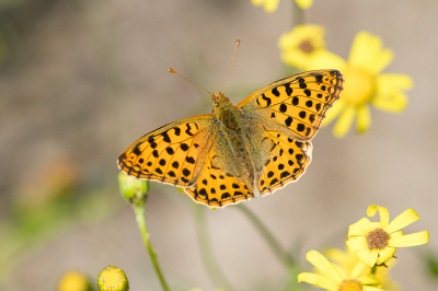 <i class='fa fa-user'></i>&nbsp;Willem Verhagen&nbsp;|  Kleine Parelmoervlinder&nbsp; <i class='fa fa-eye'>&nbsp;83</i> &nbsp;<i class='fa fa-thumbs-up'>&nbsp;1</i> &nbsp; <i class='fa fa-comment-o'>&nbsp;7</i>