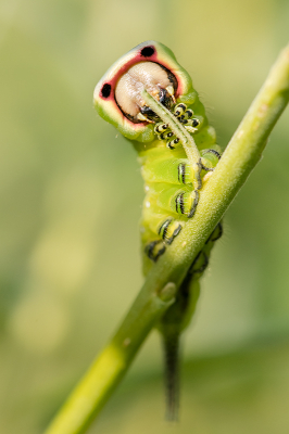 <i class='fa fa-user'></i>&nbsp;Willem Verhagen&nbsp;|  Hermelijnvlinder&nbsp; <i class='fa fa-eye'>&nbsp;117</i> &nbsp;<i class='fa fa-thumbs-up'>&nbsp;11</i> &nbsp; <i class='fa fa-comment-o'>&nbsp;9</i>