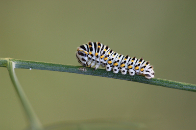 <i class='fa fa-user'></i>&nbsp;Paul Vandebroek&nbsp;|  Koninginnenpage&nbsp; <i class='fa fa-eye'>&nbsp;60</i> &nbsp;<i class='fa fa-thumbs-up'>&nbsp;5</i> &nbsp; <i class='fa fa-comment-o'>&nbsp;7</i>