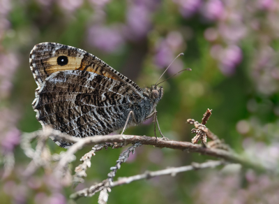 <i class='fa fa-user'></i>&nbsp;Jurgen Maassen&nbsp;|  Heivlinder&nbsp; <i class='fa fa-eye'>&nbsp;70</i> &nbsp;<i class='fa fa-thumbs-up'>&nbsp;4</i> &nbsp; <i class='fa fa-comment-o'>&nbsp;5</i>