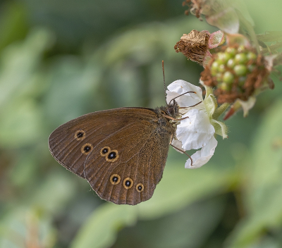 <i class='fa fa-user'></i>&nbsp;Tim Oord&nbsp;|  Koevinkje&nbsp; <i class='fa fa-eye'>&nbsp;59</i> &nbsp;<i class='fa fa-thumbs-up'>&nbsp;6</i> &nbsp; <i class='fa fa-comment-o'>&nbsp;3</i>