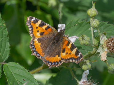 <i class='fa fa-user'></i>&nbsp;Tim Oord&nbsp;|  Kleine Vos&nbsp; <i class='fa fa-eye'>&nbsp;50</i> &nbsp;<i class='fa fa-thumbs-up'>&nbsp;3</i> &nbsp; <i class='fa fa-comment-o'>&nbsp;2</i>