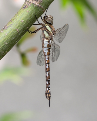 <i class='fa fa-user'></i>&nbsp;Johan van Gurp&nbsp;|  Paardenbijter&nbsp; <i class='fa fa-eye'>&nbsp;56</i> &nbsp;<i class='fa fa-thumbs-up'>&nbsp;2</i> &nbsp; <i class='fa fa-comment-o'>&nbsp;3</i>