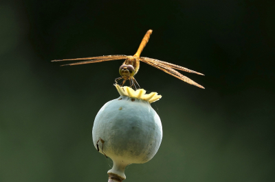 <i class='fa fa-user'></i>&nbsp;frbeuming&nbsp;|  Steenrode Heidelibel&nbsp; <i class='fa fa-eye'>&nbsp;63</i> &nbsp;<i class='fa fa-thumbs-up'>&nbsp;4</i> &nbsp; <i class='fa fa-comment-o'>&nbsp;1</i>