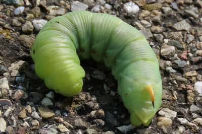 <i class='fa fa-user'></i>&nbsp;A. Soeting&nbsp;|  Windepijlstaart&nbsp; <i class='fa fa-eye'>&nbsp;66</i> &nbsp;<i class='fa fa-thumbs-up'>&nbsp;2</i> &nbsp; <i class='fa fa-comment-o'>&nbsp;4</i>