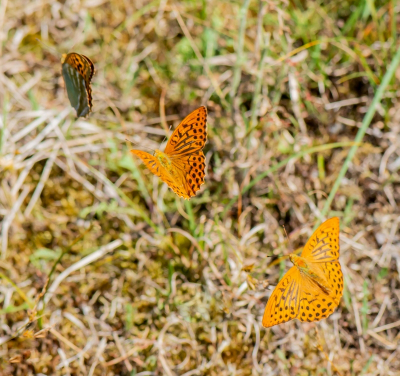 <i class='fa fa-user'></i>&nbsp;pietwil&nbsp;|  Keizersmantel&nbsp; <i class='fa fa-eye'>&nbsp;91</i> &nbsp;<i class='fa fa-thumbs-up'>&nbsp;2</i> &nbsp; <i class='fa fa-comment-o'>&nbsp;5</i>