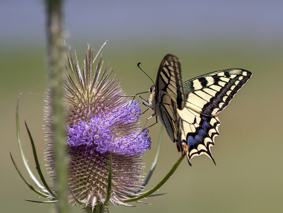 <i class='fa fa-user'></i>&nbsp;Mignon-Creative&nbsp;|  Koninginnenpage&nbsp; <i class='fa fa-eye'>&nbsp;76</i> &nbsp;<i class='fa fa-thumbs-up'>&nbsp;1</i> &nbsp; <i class='fa fa-comment-o'>&nbsp;3</i>