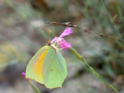 <i class='fa fa-user'></i>&nbsp;josephine&nbsp;|  Cleopatra&nbsp; <i class='fa fa-eye'>&nbsp;80</i> &nbsp;<i class='fa fa-thumbs-up'>&nbsp;3</i> &nbsp; <i class='fa fa-comment-o'>&nbsp;3</i>