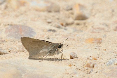 <i class='fa fa-user'></i>&nbsp;josephine&nbsp;|  Groot Kustdikkopje&nbsp; <i class='fa fa-eye'>&nbsp;74</i> &nbsp;<i class='fa fa-thumbs-up'>&nbsp;4</i> &nbsp; <i class='fa fa-comment-o'>&nbsp;4</i>