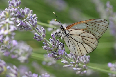 <i class='fa fa-user'></i>&nbsp;Mark de Bruijn&nbsp;|  Groot Geaderd Witje&nbsp; <i class='fa fa-eye'>&nbsp;96</i> &nbsp;<i class='fa fa-thumbs-up'>&nbsp;6</i> &nbsp; <i class='fa fa-comment-o'>&nbsp;8</i>
