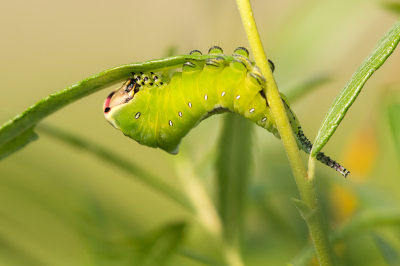 <i class='fa fa-user'></i>&nbsp;Willem Verhagen&nbsp;|  Hermelijnvlinder&nbsp; <i class='fa fa-eye'>&nbsp;58</i> &nbsp;<i class='fa fa-thumbs-up'>&nbsp;2</i> &nbsp; <i class='fa fa-comment-o'>&nbsp;7</i>