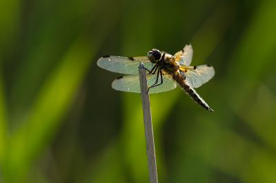 <i class='fa fa-user'></i>&nbsp;Willem Verhagen&nbsp;|  Viervlek&nbsp; <i class='fa fa-eye'>&nbsp;48</i> &nbsp; <i class='fa fa-comment-o'>&nbsp;1</i>