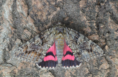 <i class='fa fa-user'></i>&nbsp;Robert Rodenburg&nbsp;|  Karmozijnrood Weeskind&nbsp; <i class='fa fa-eye'>&nbsp;123</i> &nbsp;<i class='fa fa-thumbs-up'>&nbsp;14</i> &nbsp; <i class='fa fa-comment-o'>&nbsp;10</i>