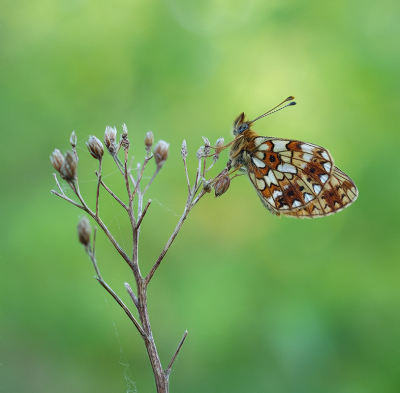 <i class='fa fa-user'></i>&nbsp;Jurgen Maassen&nbsp;|  Zilveren Maan&nbsp; <i class='fa fa-eye'>&nbsp;73</i> &nbsp;<i class='fa fa-thumbs-up'>&nbsp;6</i> &nbsp; <i class='fa fa-comment-o'>&nbsp;3</i>