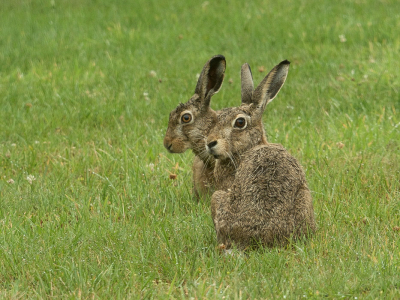 <i class='fa fa-user'></i>&nbsp;Truus Aletta Maan&nbsp;|  Haas&nbsp; <i class='fa fa-eye'>&nbsp;83</i> &nbsp;<i class='fa fa-thumbs-up'>&nbsp;3</i> &nbsp; <i class='fa fa-comment-o'>&nbsp;7</i>