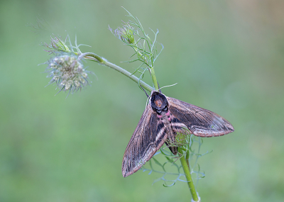 <i class='fa fa-user'></i>&nbsp;Tom&nbsp;|  Ligusterpijlstaart&nbsp; <i class='fa fa-eye'>&nbsp;150</i> &nbsp;<i class='fa fa-thumbs-up'>&nbsp;8</i> &nbsp; <i class='fa fa-comment-o'>&nbsp;7</i>