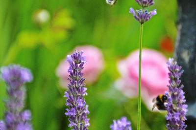 <i class='fa fa-user'></i>&nbsp;hesterb&nbsp;|  Aardhommel&nbsp; <i class='fa fa-eye'>&nbsp;73</i> &nbsp; <i class='fa fa-comment-o'>&nbsp;0</i>