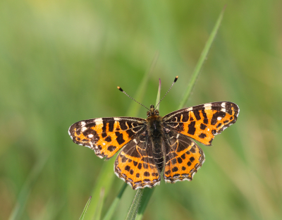 <i class='fa fa-user'></i>&nbsp;Robert Rodenburg&nbsp;|  Landkaartje&nbsp; <i class='fa fa-eye'>&nbsp;86</i> &nbsp; <i class='fa fa-comment-o'>&nbsp;3</i>