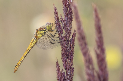 <i class='fa fa-user'></i>&nbsp;Johan van Gurp&nbsp;|  Steenrode Heidelibel&nbsp; <i class='fa fa-eye'>&nbsp;64</i> &nbsp;<i class='fa fa-thumbs-up'>&nbsp;7</i> &nbsp; <i class='fa fa-comment-o'>&nbsp;2</i>