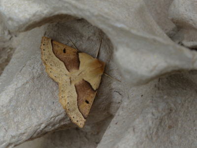 <i class='fa fa-user'></i>&nbsp;Ad Sprang&nbsp;|  Kortzuiger&nbsp; <i class='fa fa-eye'>&nbsp;148</i> &nbsp;<i class='fa fa-thumbs-up'>&nbsp;9</i> &nbsp; <i class='fa fa-comment-o'>&nbsp;8</i>