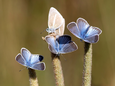 <i class='fa fa-user'></i>&nbsp;Mignon-Creative&nbsp;|  Witstreepblauwtje&nbsp; <i class='fa fa-eye'>&nbsp;120</i> &nbsp;<i class='fa fa-thumbs-up'>&nbsp;7</i> &nbsp; <i class='fa fa-comment-o'>&nbsp;7</i>