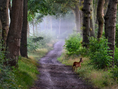 <i class='fa fa-user'></i>&nbsp;robert-jan&nbsp;|  Ree&nbsp; <i class='fa fa-eye'>&nbsp;148</i> &nbsp;<i class='fa fa-thumbs-up'>&nbsp;7</i> &nbsp; <i class='fa fa-comment-o'>&nbsp;8</i>