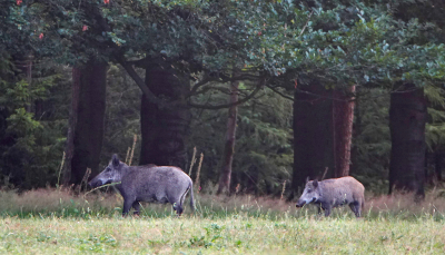 <i class='fa fa-user'></i>&nbsp;nelappelmelk&nbsp;|  Everzwijn&nbsp; <i class='fa fa-eye'>&nbsp;111</i> &nbsp; <i class='fa fa-comment-o'>&nbsp;4</i>