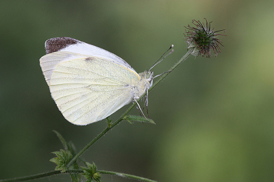 <i class='fa fa-user'></i>&nbsp;Paul Vandebroek&nbsp;|  Groot Koolwitje&nbsp; <i class='fa fa-eye'>&nbsp;68</i> &nbsp;<i class='fa fa-thumbs-up'>&nbsp;5</i> &nbsp; <i class='fa fa-comment-o'>&nbsp;5</i>