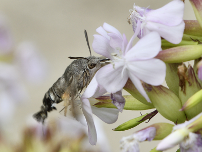 <i class='fa fa-user'></i>&nbsp;josephine&nbsp;|  Kolibrievlinder&nbsp; <i class='fa fa-eye'>&nbsp;74</i> &nbsp;<i class='fa fa-thumbs-up'>&nbsp;2</i> &nbsp; <i class='fa fa-comment-o'>&nbsp;7</i>