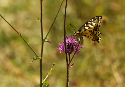 <i class='fa fa-user'></i>&nbsp;David&nbsp;|  Koninginnenpage&nbsp; <i class='fa fa-eye'>&nbsp;62</i> &nbsp;<i class='fa fa-thumbs-up'>&nbsp;2</i> &nbsp; <i class='fa fa-comment-o'>&nbsp;2</i>