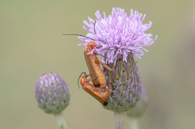<i class='fa fa-user'></i>&nbsp;Johan van Gurp&nbsp;|  Kleine Rode Weekschild&nbsp; <i class='fa fa-eye'>&nbsp;54</i> &nbsp;<i class='fa fa-thumbs-up'>&nbsp;2</i> &nbsp; <i class='fa fa-comment-o'>&nbsp;2</i>