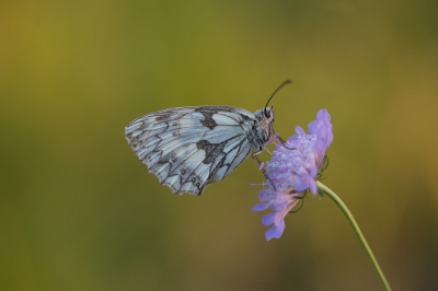 <i class='fa fa-user'></i>&nbsp;David&nbsp;|  Dambordje&nbsp; <i class='fa fa-eye'>&nbsp;66</i> &nbsp;<i class='fa fa-thumbs-up'>&nbsp;3</i> &nbsp; <i class='fa fa-comment-o'>&nbsp;3</i>