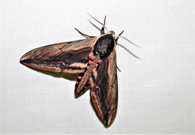 <i class='fa fa-user'></i>&nbsp;Jelle Bakker&nbsp;|  Ligusterpijlstaart&nbsp; <i class='fa fa-eye'>&nbsp;60</i> &nbsp;<i class='fa fa-thumbs-up'>&nbsp;2</i> &nbsp; <i class='fa fa-comment-o'>&nbsp;2</i>